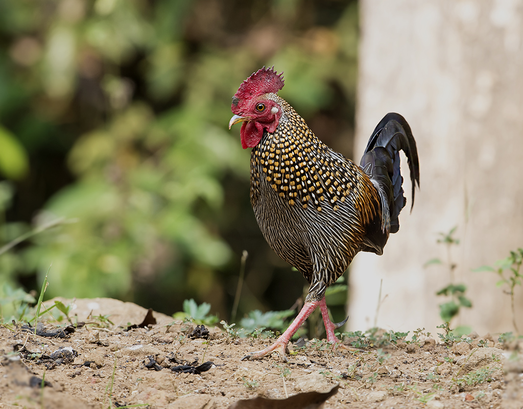 grey jungle fowl