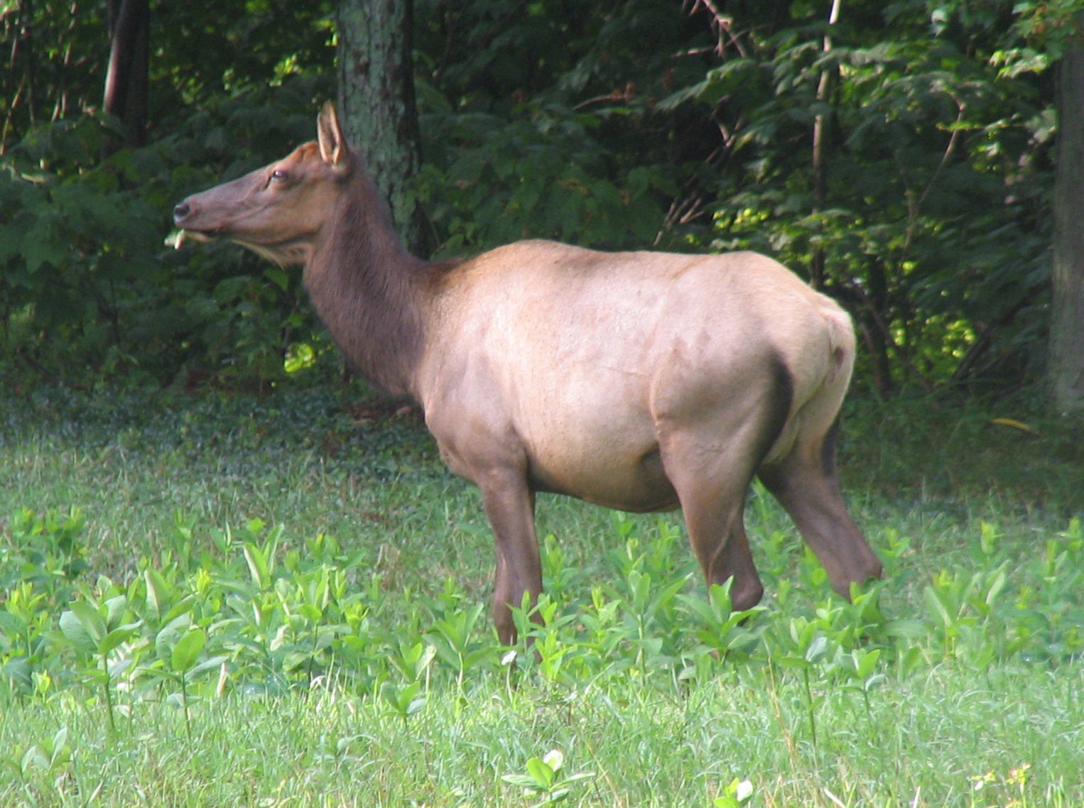 File:Happy Elk At Caledonia, Elk County.JPG.