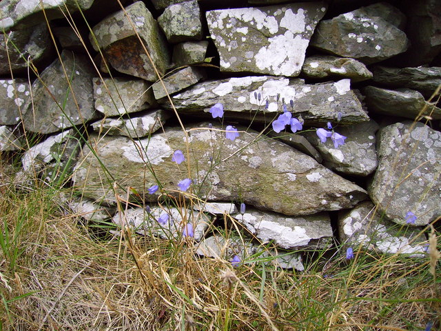 File:Harebells by stone dyke at Torrs Warren - geograph.org.uk - 307205.jpg