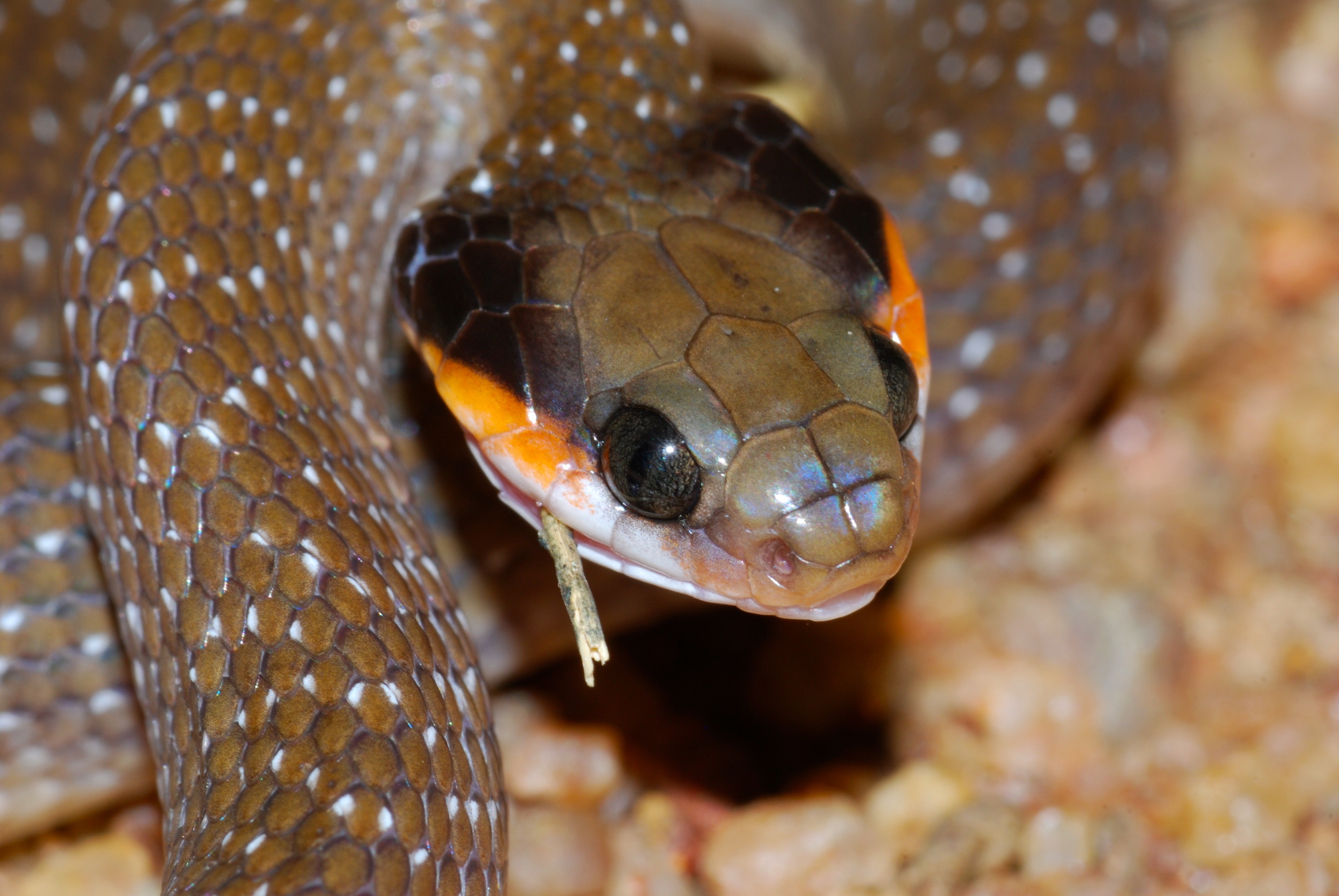 Herald Snake (Crotaphopeltis hotamboeia) (7034759953).jpg