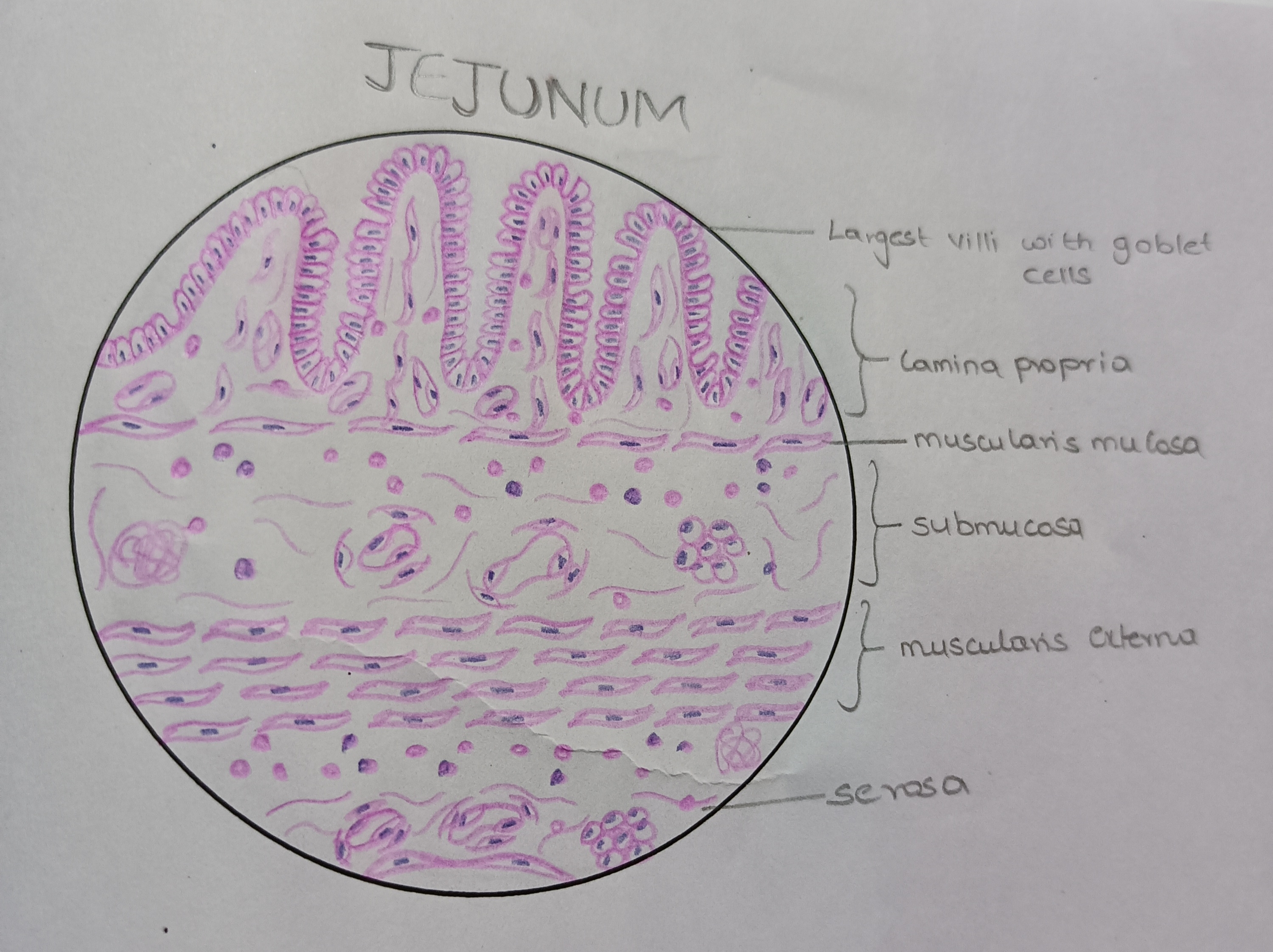 jejunum