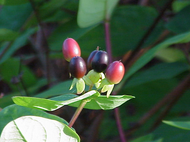 File:Hypericum androsaemum1.jpg