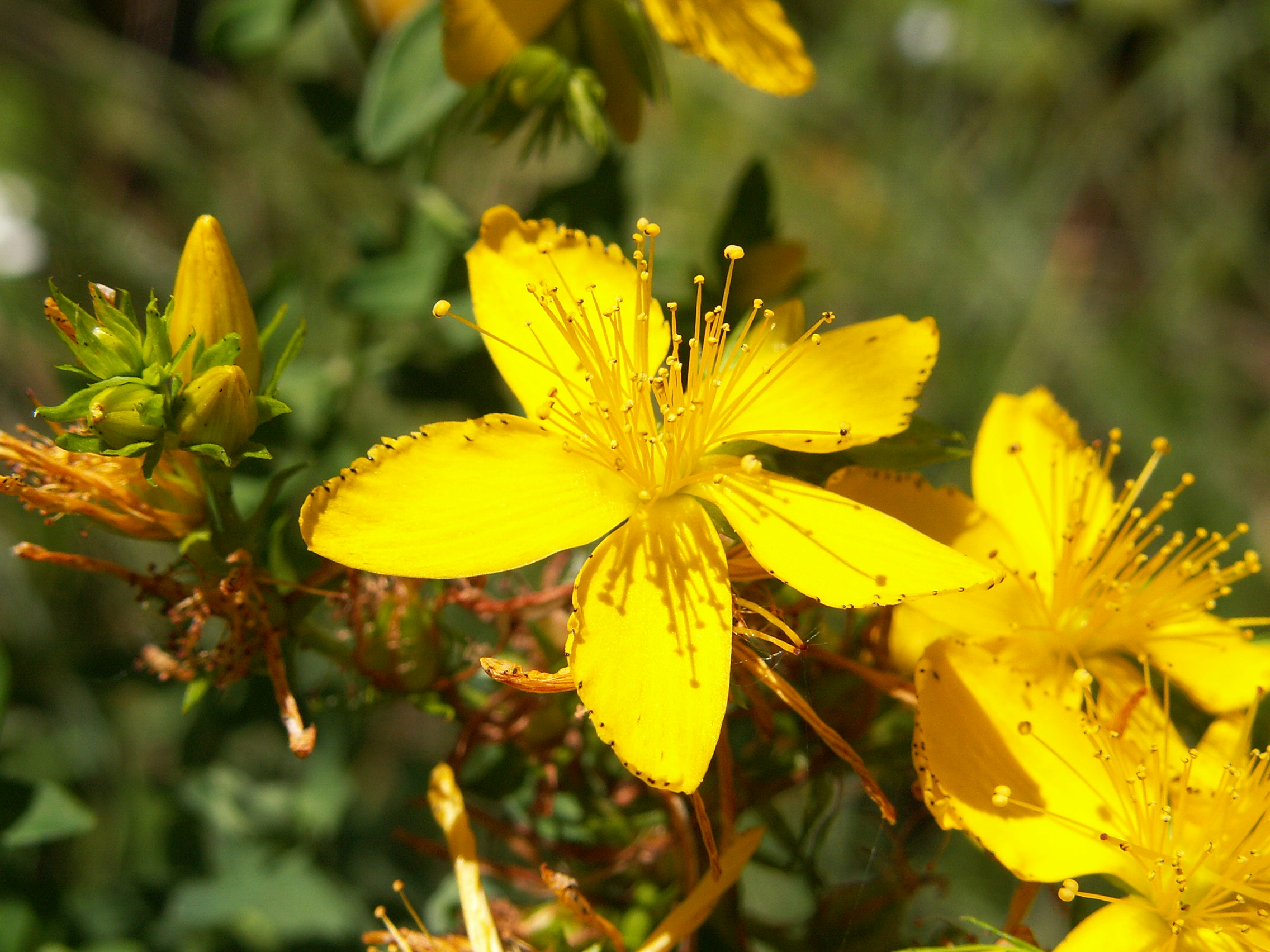 Зверобой. Зверобой продырявленный Hypericum perforatum l.. Зверобой (Hypéricum perforátum). Зверобой продырявленный (обыкновенный) - Hypericum perforatum l.. Зверобой обыкновенный (Hypericum perforatum l.).