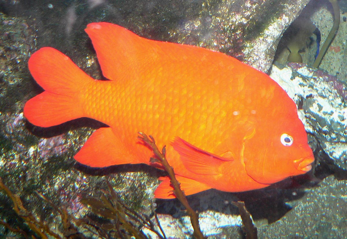 orange saltwater fish