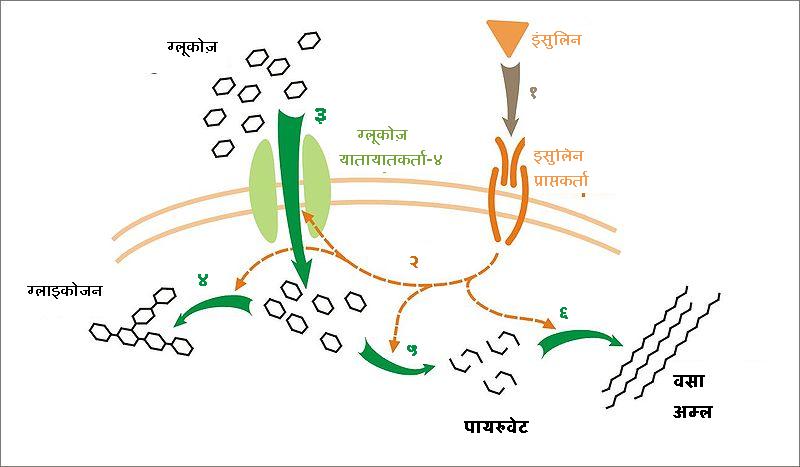 File:Insulin glucose metabolism hindi.jpg