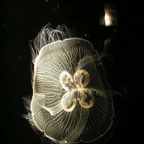 Jellyfish - by Ulybug.jpg
