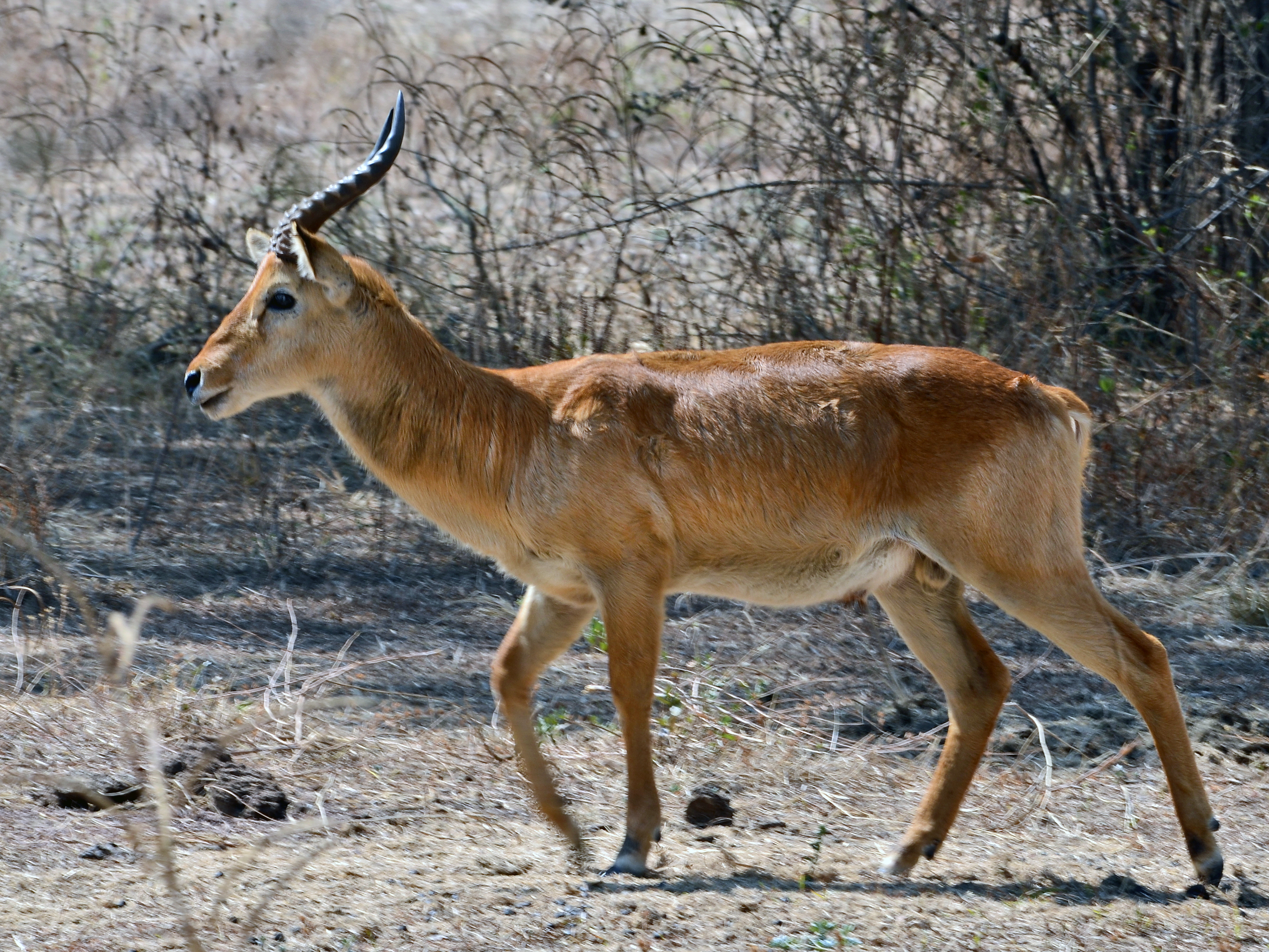 Best 6 Animals In Kasanka National Park