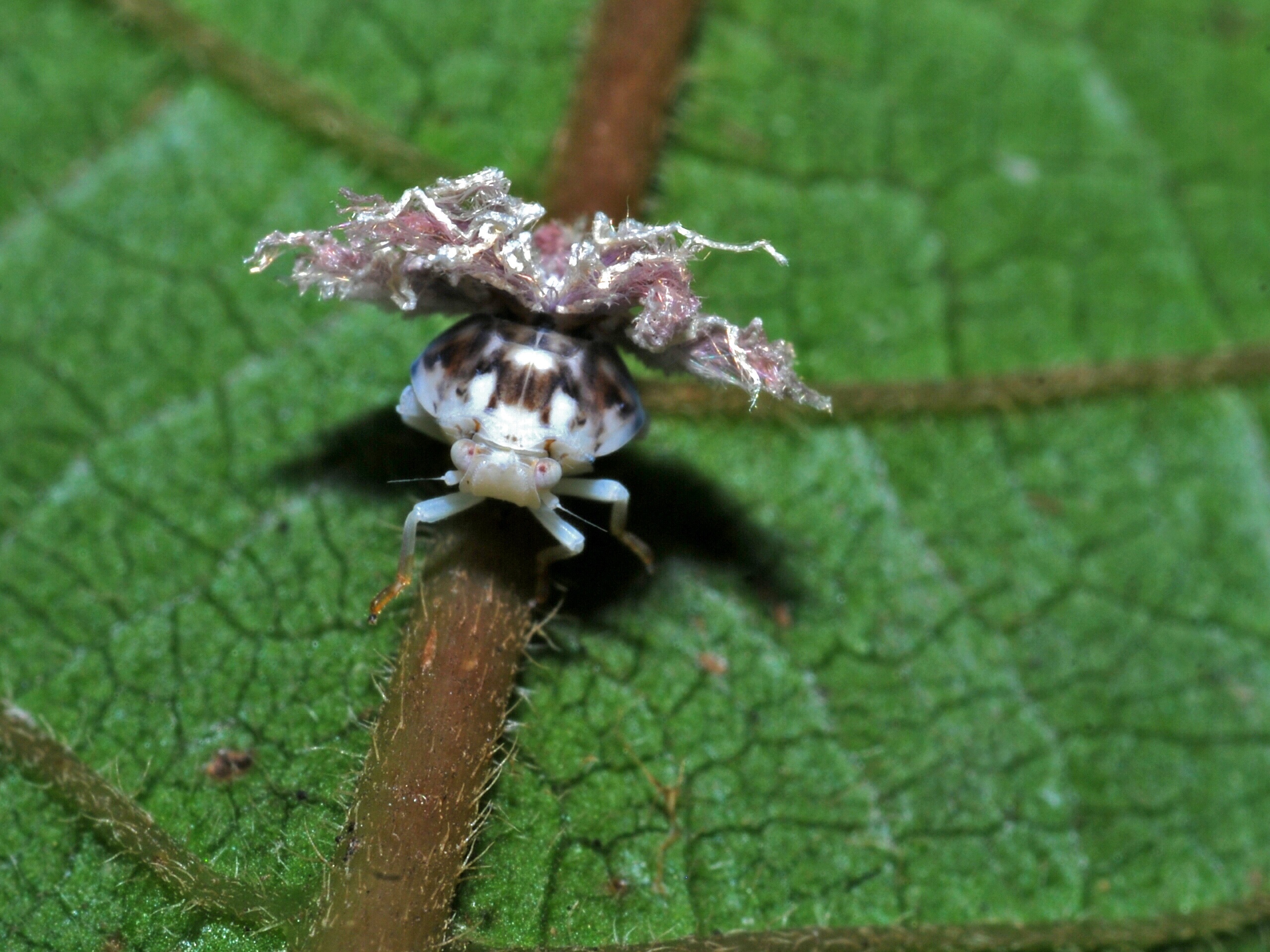 Leafhopper Nymph (Cicadellidae) (6933314096).jpg