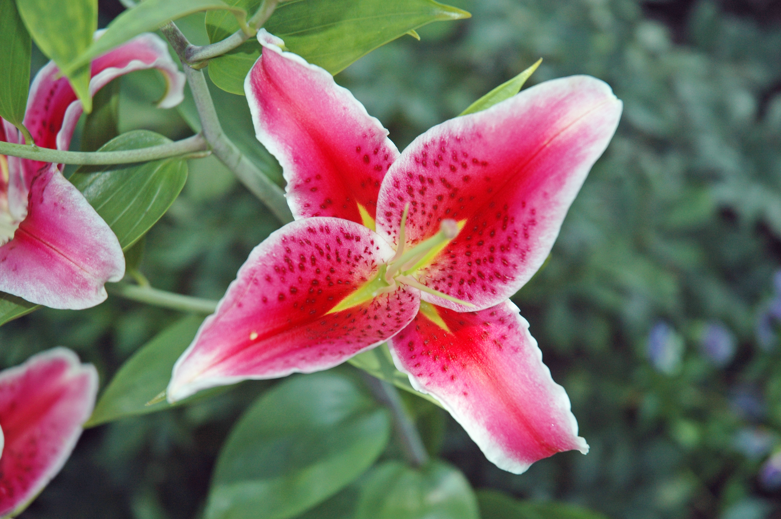 A lily 4. Lilium SP. Лилия SP. (Сычуань). On us Faber Lilium.