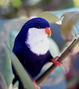 <span class="mw-page-title-main">Blue lorikeet</span> Species of bird