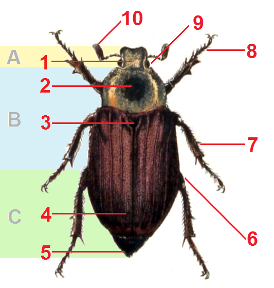 File:Melolontha.melolontha.female.-.calwer.19.04.png