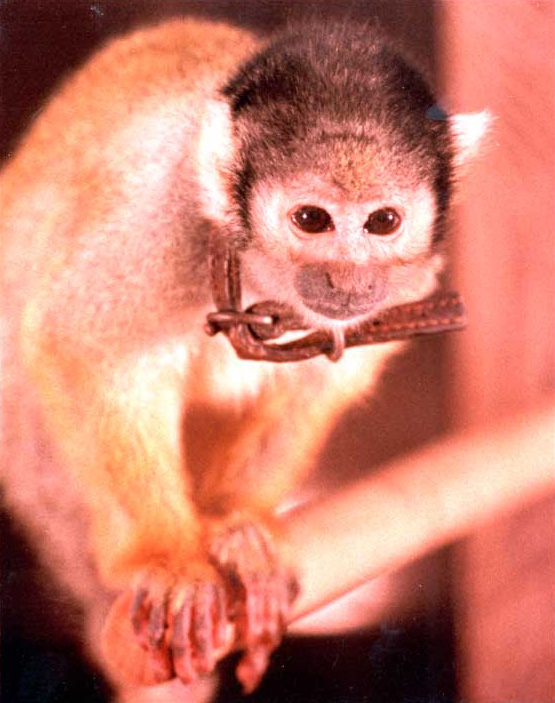 Squirrel monkey - Wikipedia