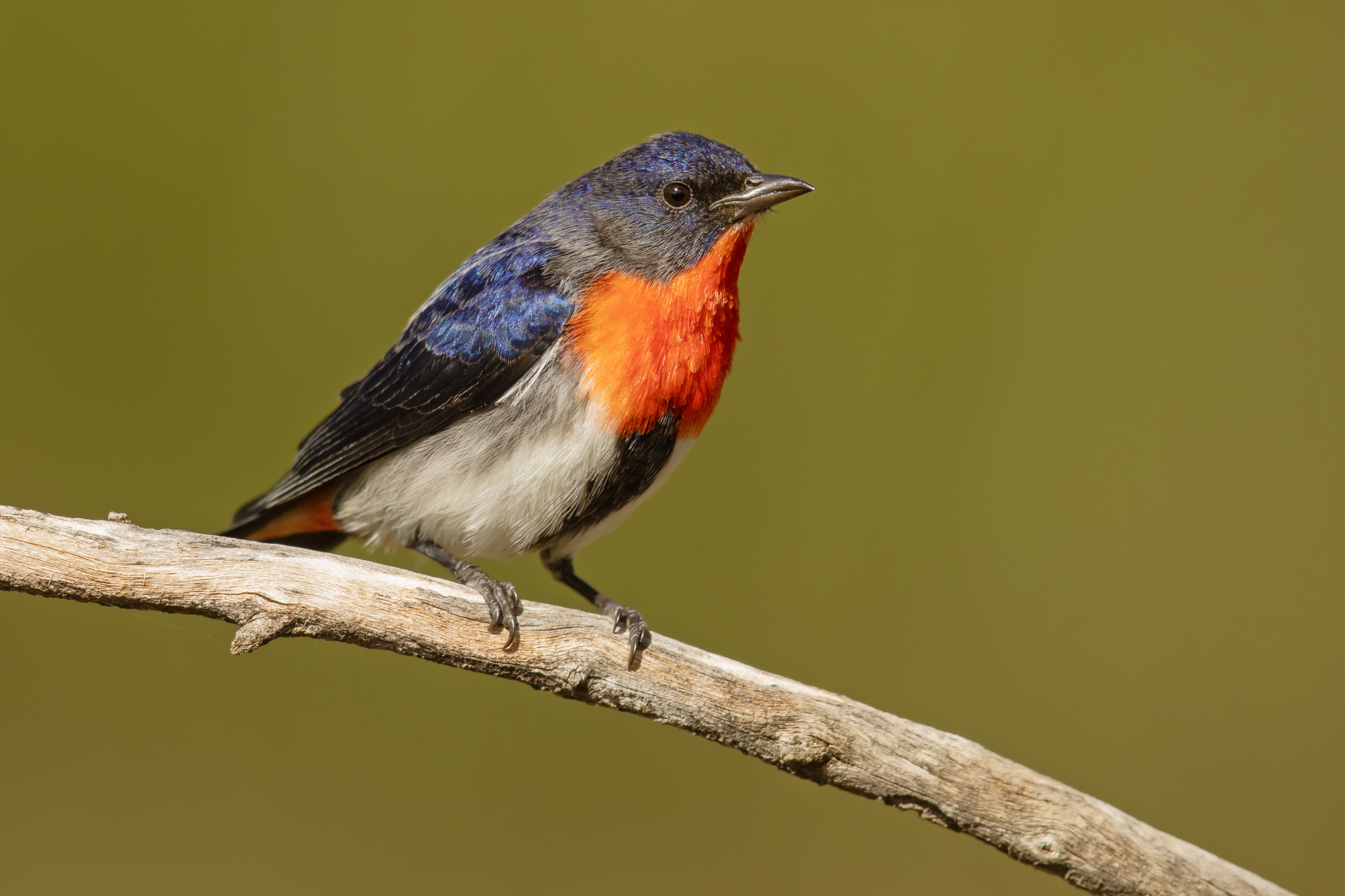 Mistletoebird - Wikipedia