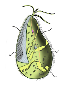 <i>Mixotricha paradoxa</i> Species of protozoan that lives inside the gut of the Australian termite species Mastotermes darwiniensis and has multiple bacterial symbionts