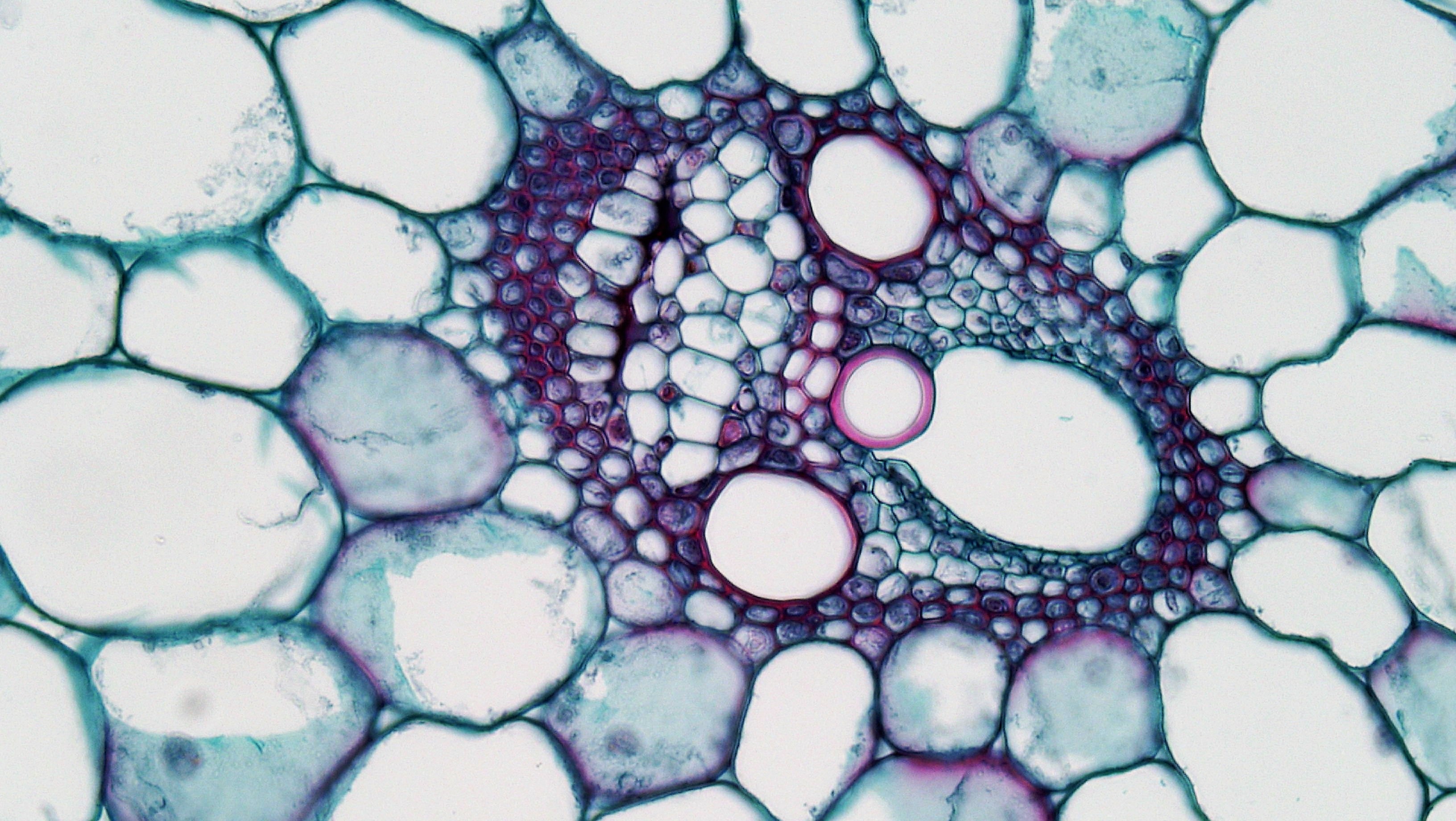 vascular bundle stem