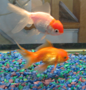 Pesce rosso wikiquote for Razze di pesci rossi