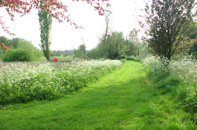 Path by Taverham Mill - geograph.org.uk - 3962580