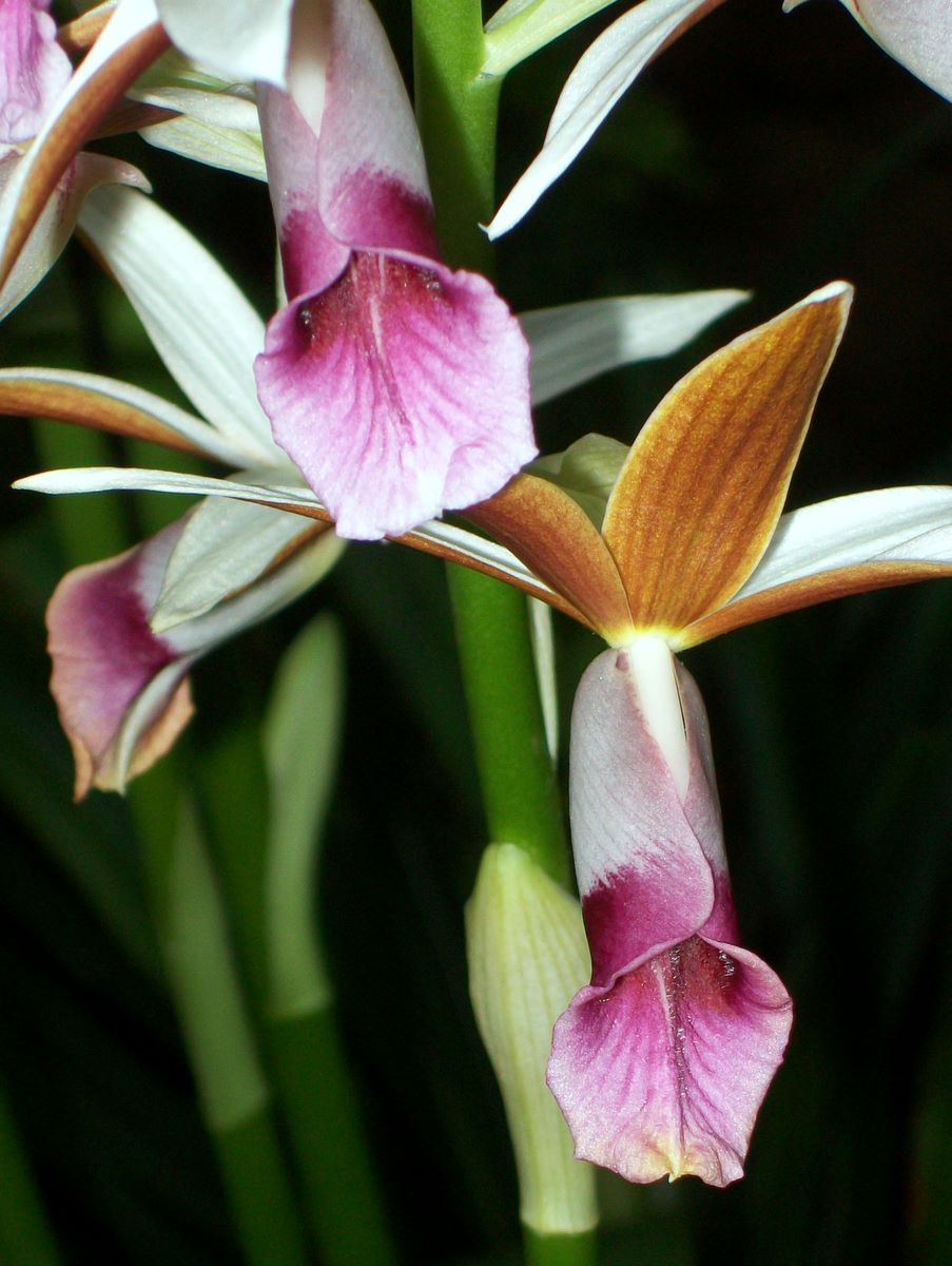 Phaius australis - Wikipedia, la enciclopedia libre