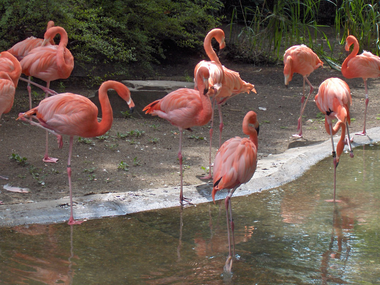 Красный фламинго. Красный Гусь, Фламинго, Phoenicopterus.. Танец красного Фламинго. Фламинго фото и описание. Фламинго красной книги Краснодарского края.