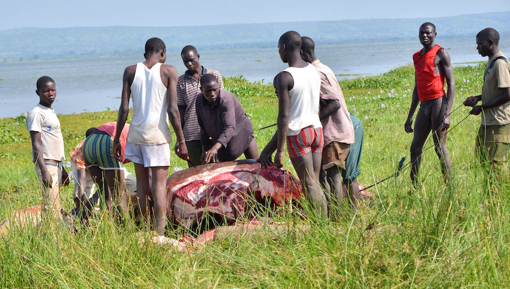 Poacher Kill, Uganda (15665680826).jpg