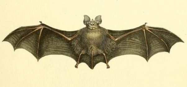 The average adult size of a Geoffroy's horseshoe bat is  (0' 1