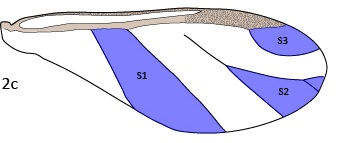 File:Rhopalosiphum (10.3897-BDJ.8.e49102) Figure 2 c.jpg