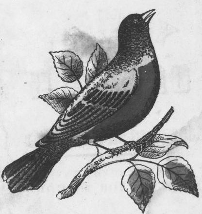 File:Robin Drawing (1).jpg