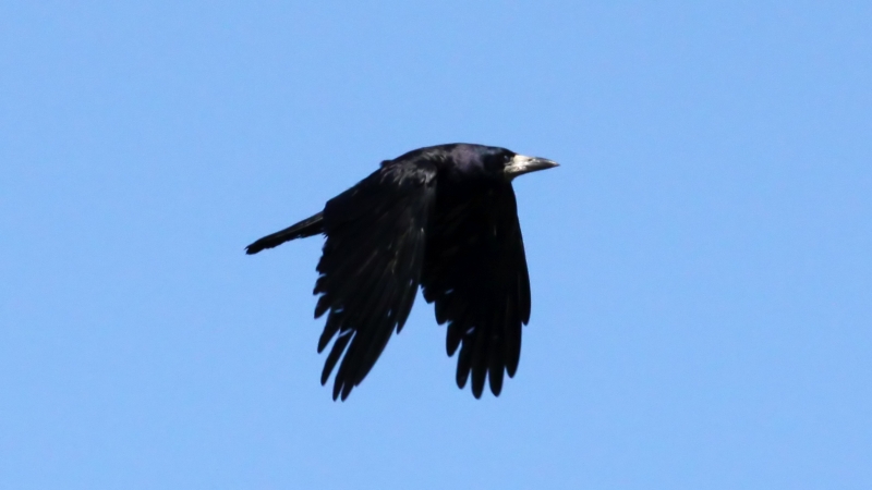 File:Rook (Corvus frugilegus) (12).JPG