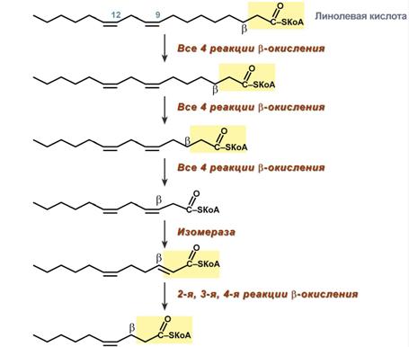 File:S09-06-okislenie-enovyh-zhirnykh-kislot.jpg