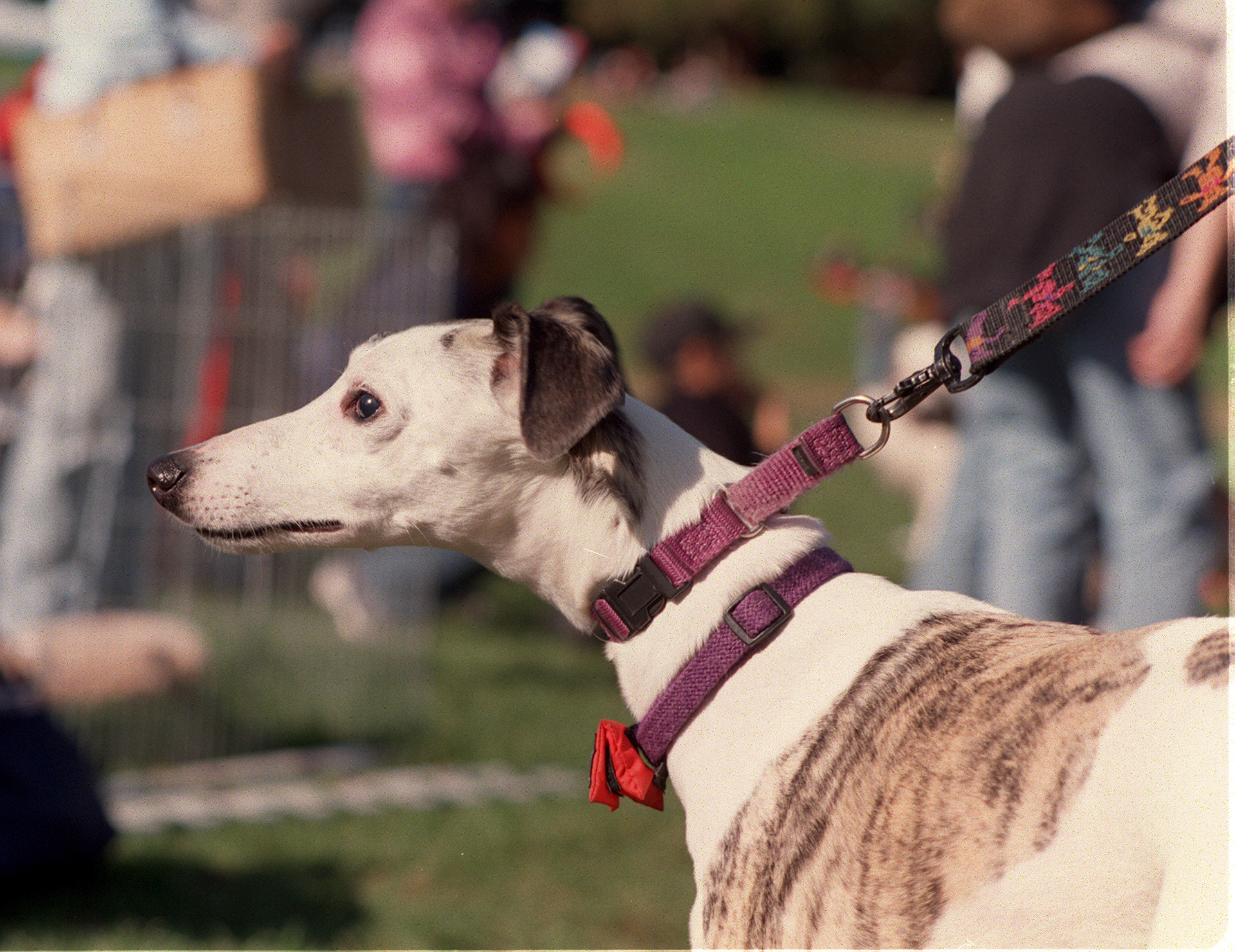 Pet pride для собак. Saluki прическа. Ошейник Салюка. Pet Pride. Pet Pride отзывы.