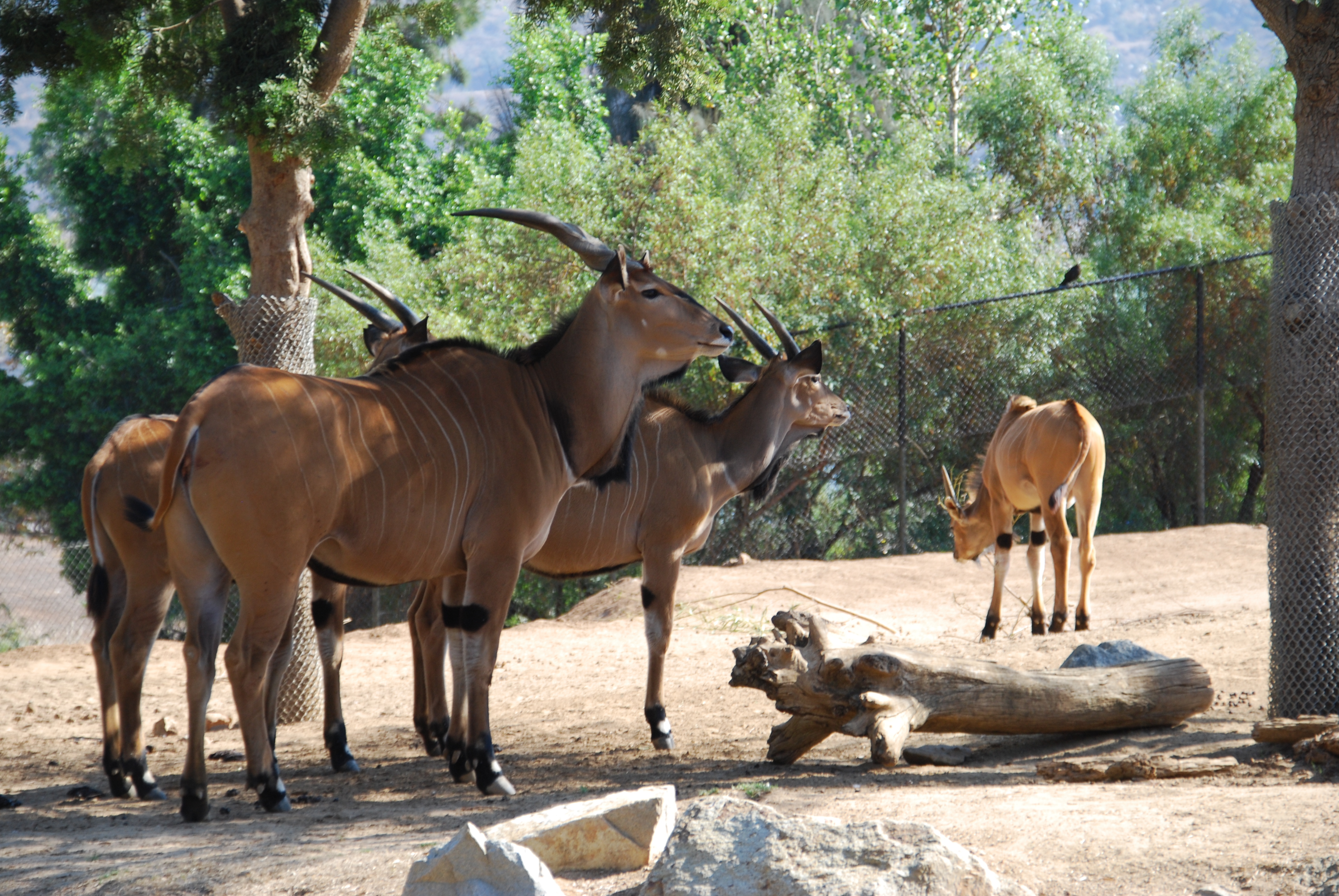 San Diego Zoo Safari Park - ZooChat