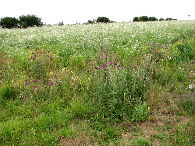 File:Set-aside field by Scarboro' Wood, Burnham Thorpe - geograph.org.uk - 2529898.jpg