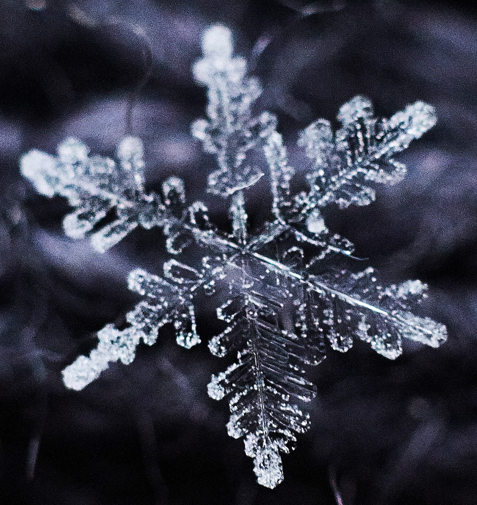 File:Snow Flakes.jpg - Wikimedia Commons