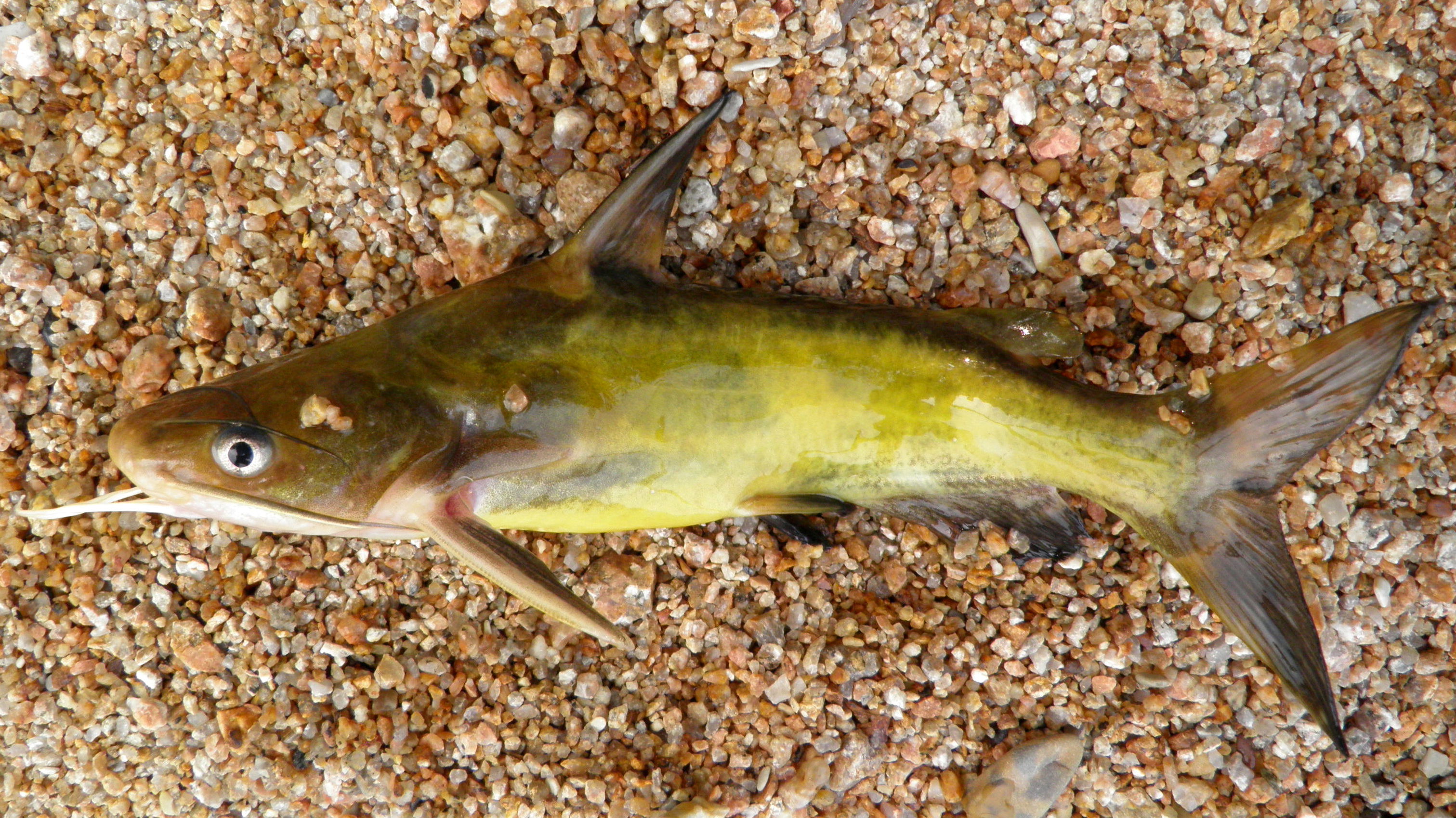 Рыбы Приморского Края Фото С Названиями