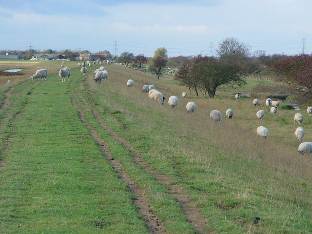 File:The Welcome Party - geograph.org.uk - 610232.jpg