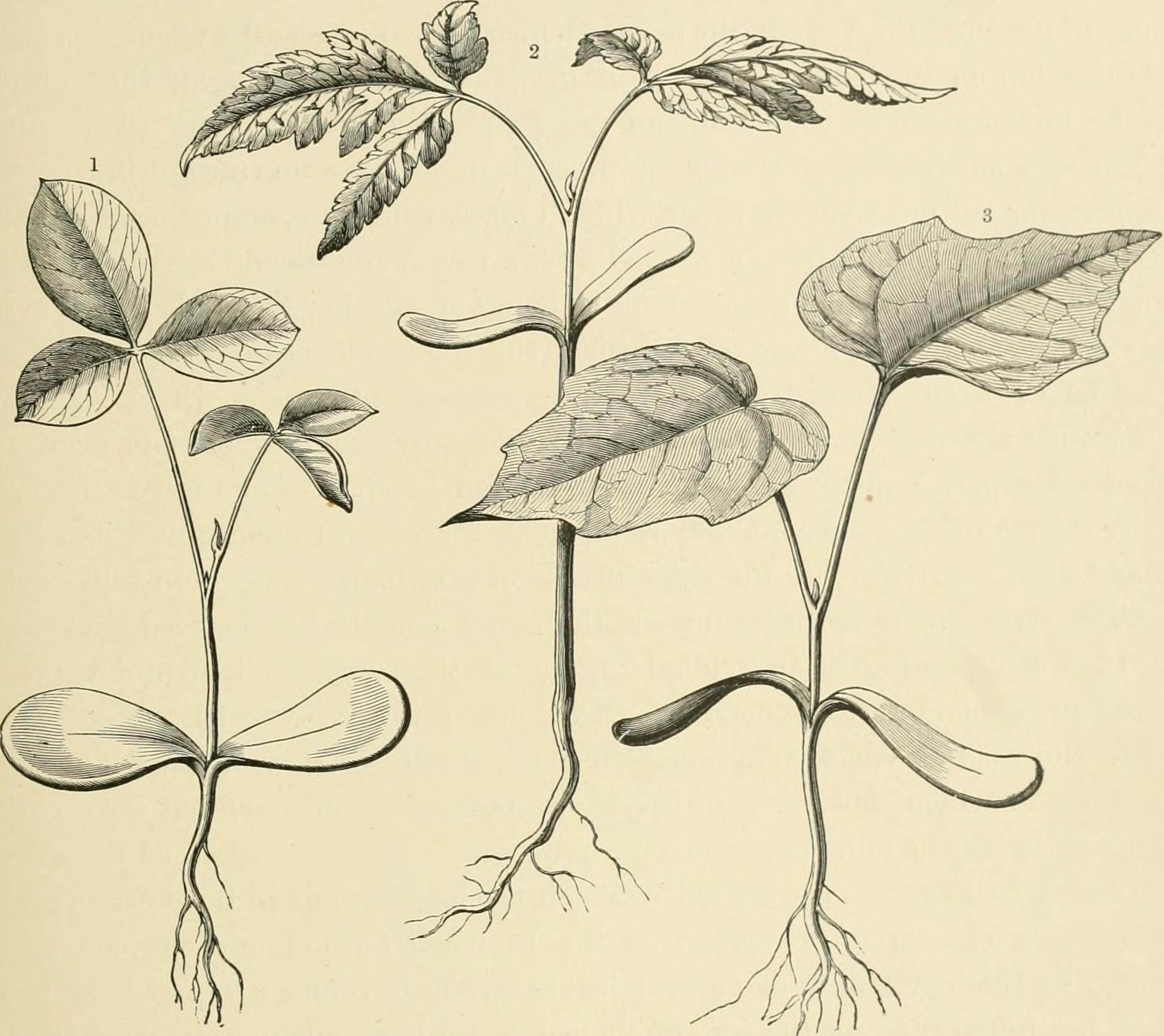 Plants story. Флок Паникулята Ботанический рисунок. Листья кислицы рост размножение движение развитие.