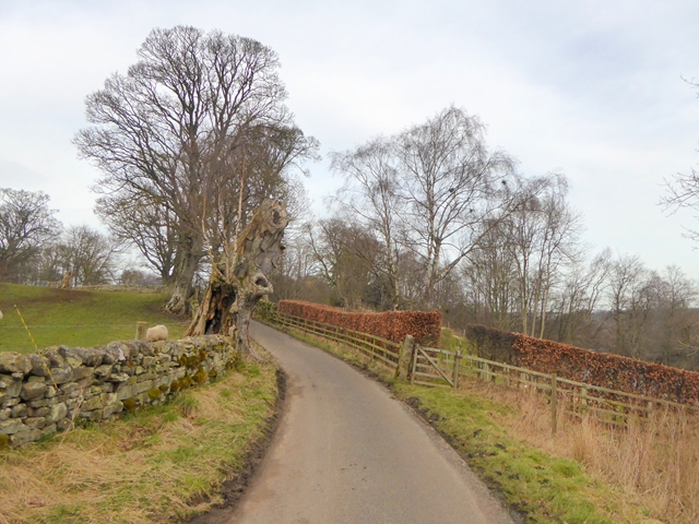 File:The road to Lee Hall - geograph.org.uk - 5707731.jpg