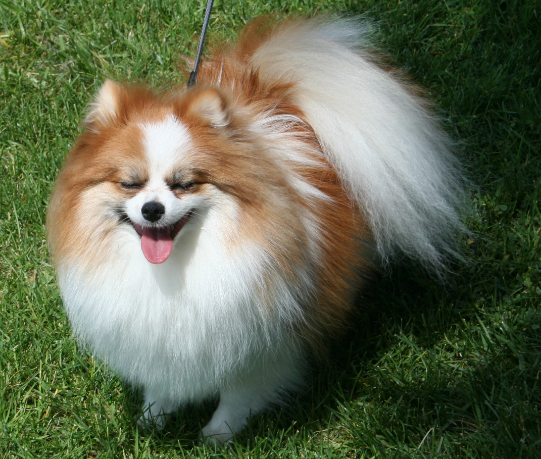 博美犬(pomeranian)