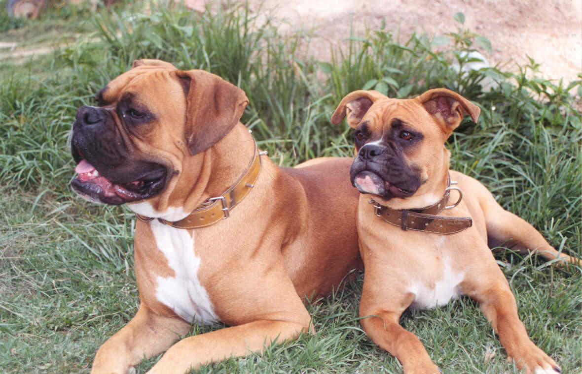 https://upload.wikimedia.org/wikipedia/commons/2/27/Two_boxer_dogs_%282004%29.jpg