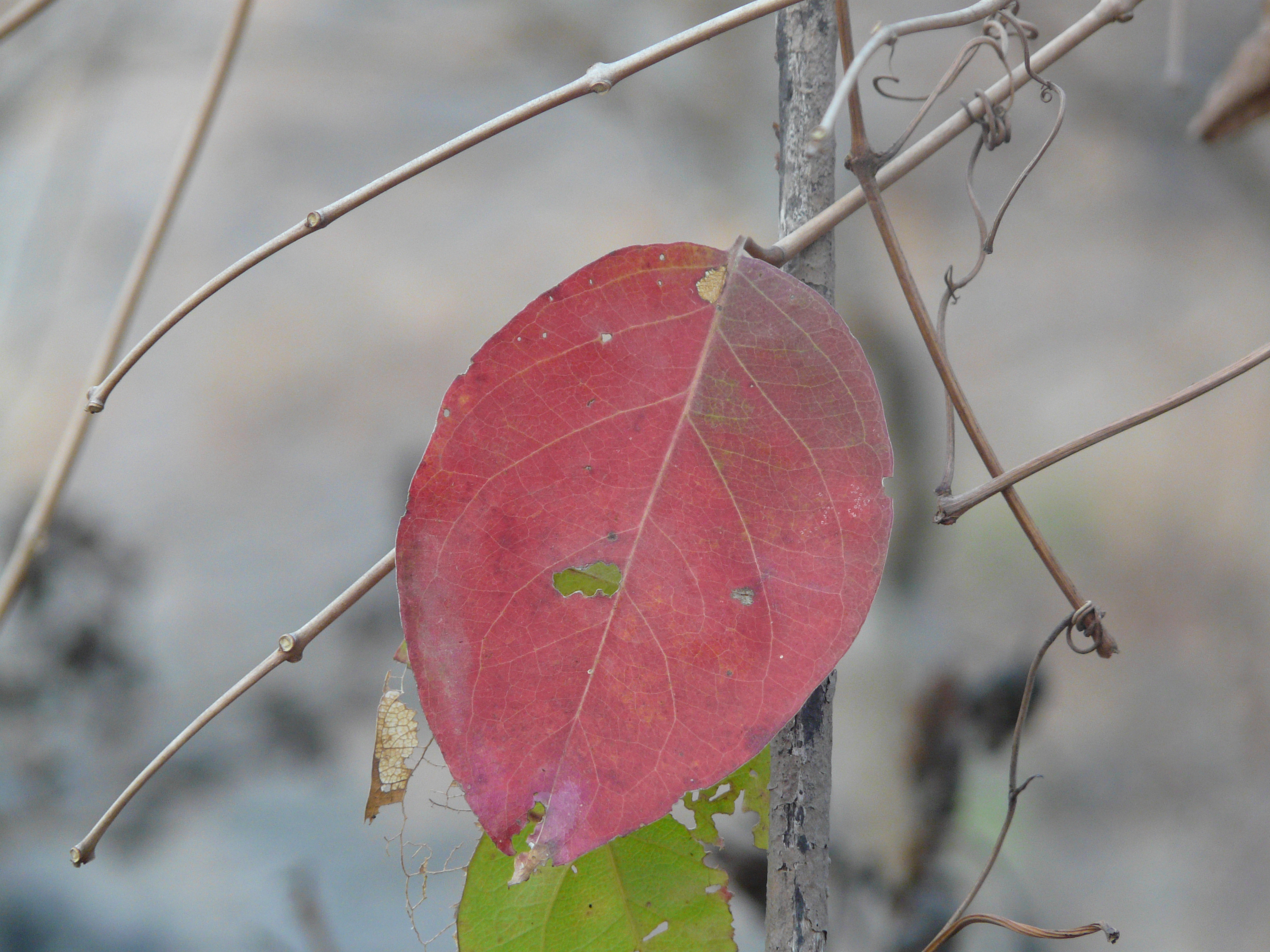 Piluki (Marathi: पिळुकी), Combretaceae (rangoon creeper fam…