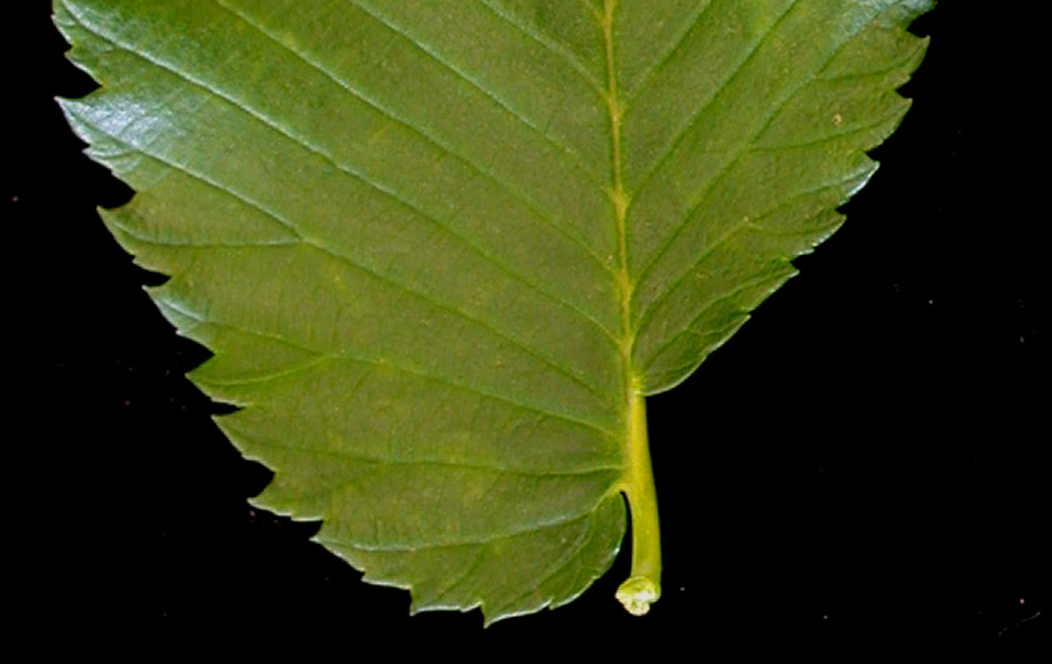 Вяз ржавый. Ulmus_lamellosa. Ulmus japonica цветение. Ulmus SP). SW Ulmus.