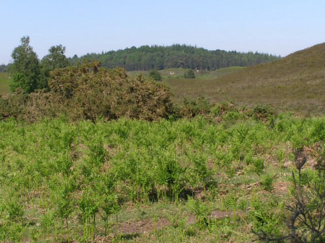 View across Ogden's Purlieu towards the Hasley Inclosure, New Forest - geograph.org.uk - 185104