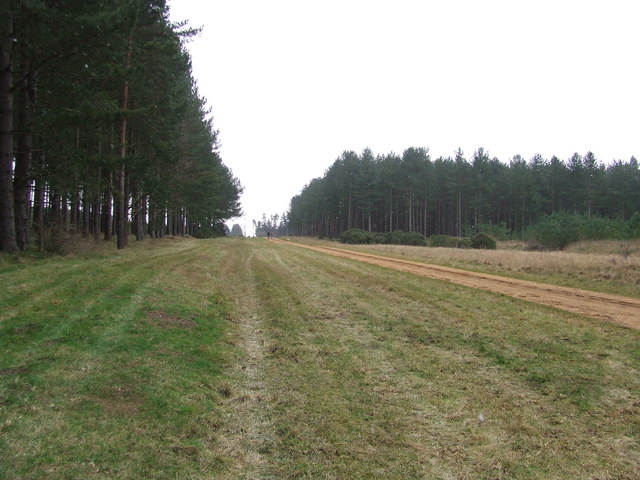 File:Warren New Covert - geograph.org.uk - 1142954.jpg