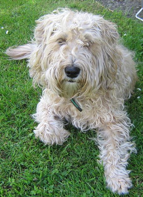 welsh terrier mix