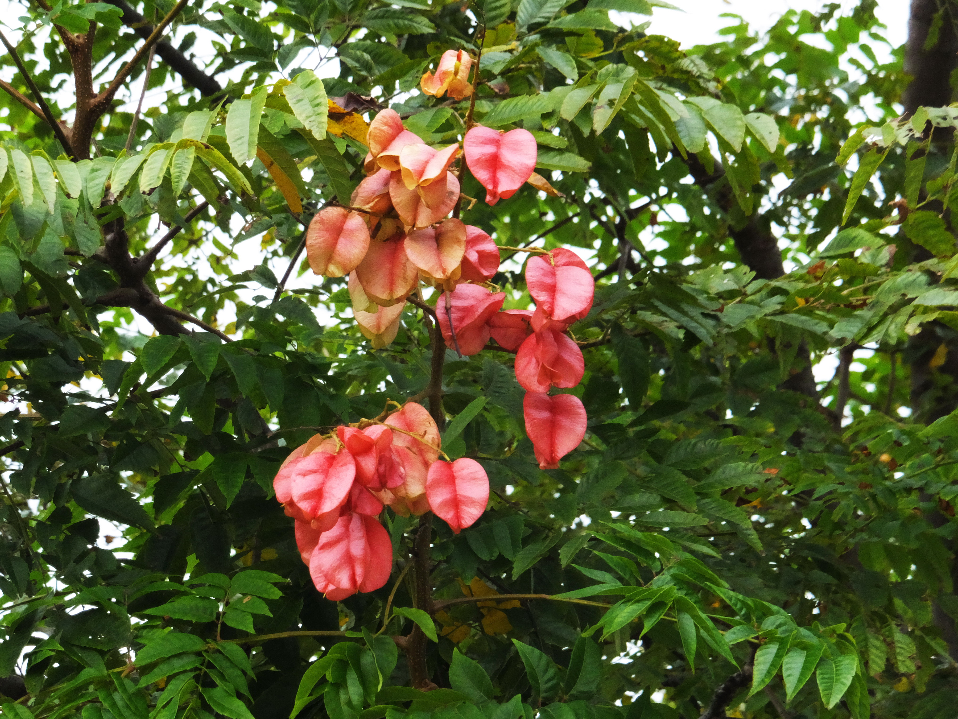 File 台灣欒樹蒴果 Capsules Of Koelreuteria Paniculata Panoramio Jpg Wikimedia Commons
