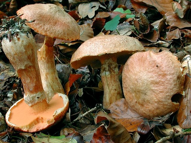 File:2011-10-03 Suillus tridentinus.jpg