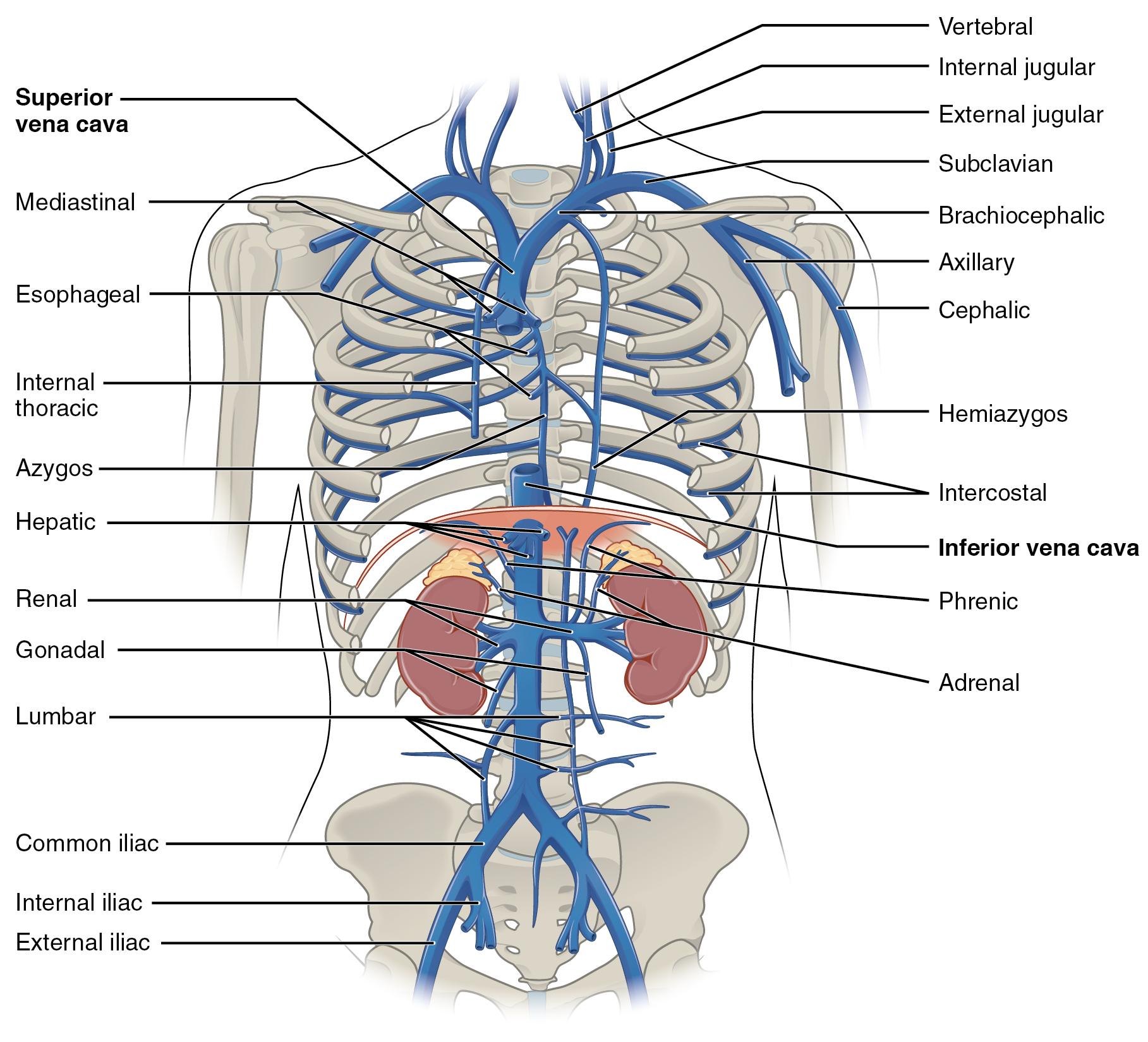 Diploic veins - Wikipedia