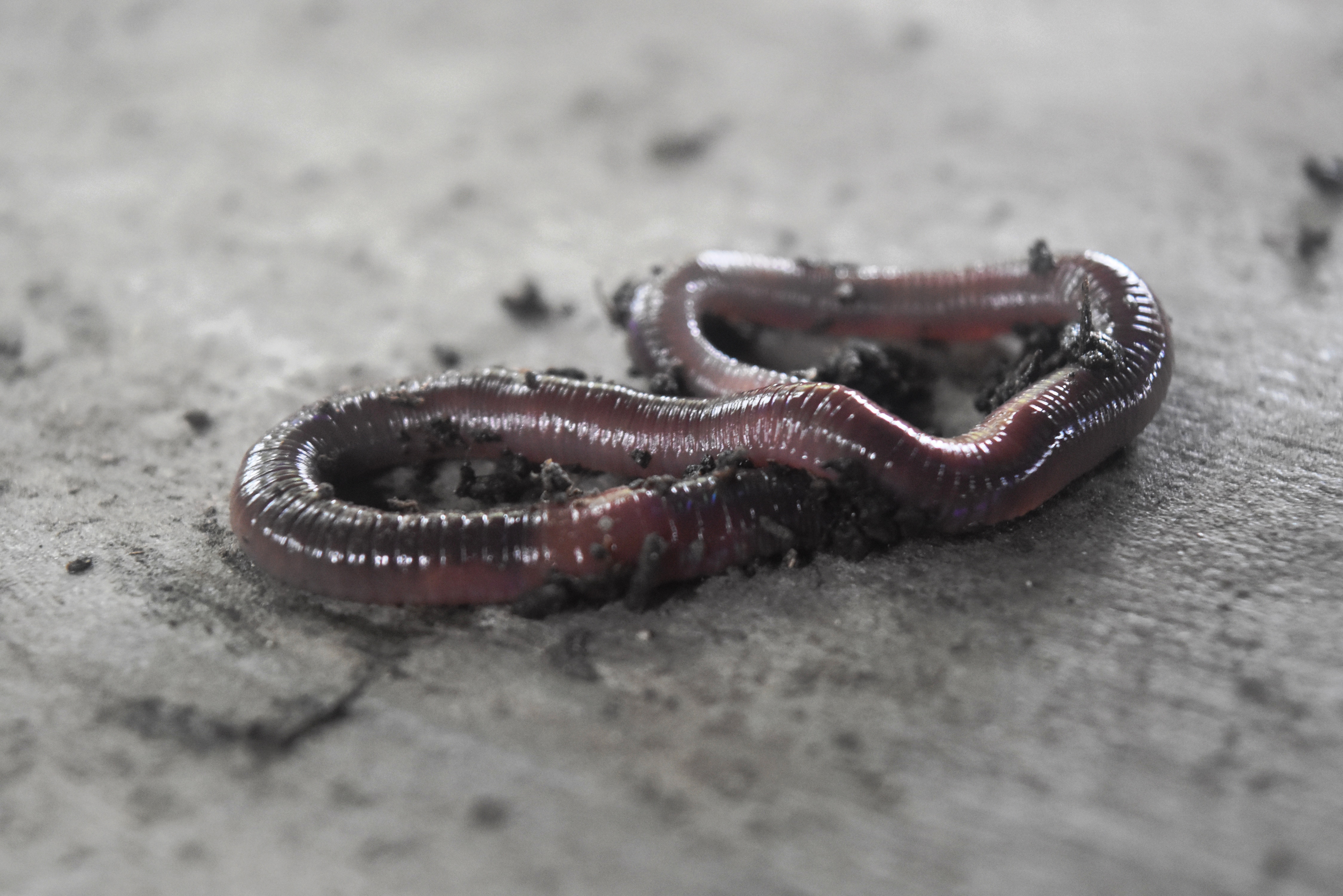 African Nightcrawler Worms - Worm Wrangler