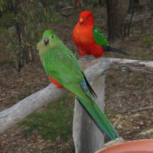 File:Alisterus scapularis -Yango Creek -pair-8-4c.jpg