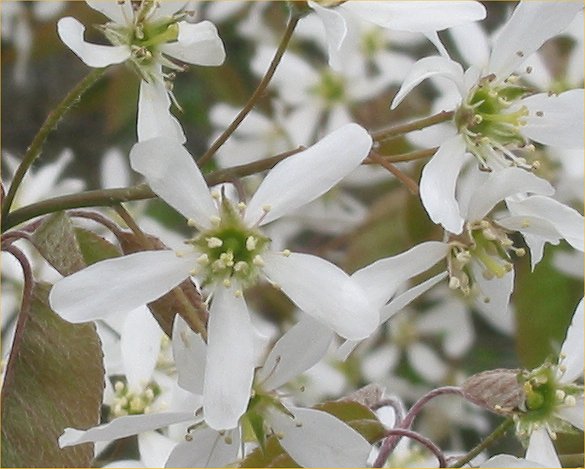 File:Amelanchier canadensis flower.jpg